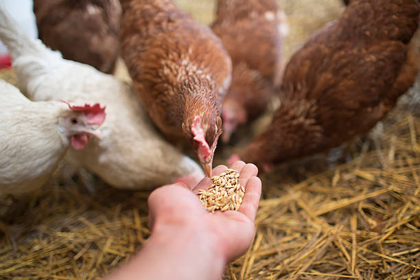 Diploma in Animal Science