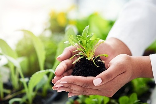 Diploma in Plant Science 